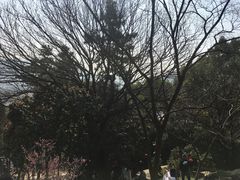 -香雪海