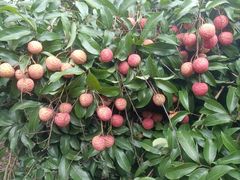 -从化深英荔枝黄皮龙眼采摘园