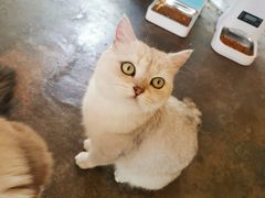 -喵屿·大理花园猫咖