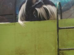 -辛玛王国游乐园