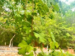 -盘龙城国家考古遗址公园