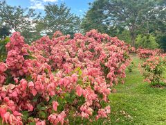 -中国科学院西双版纳热带植物园