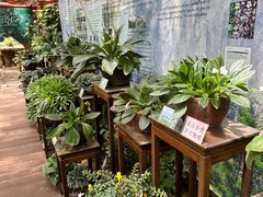 -深圳仙湖植物园