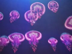 -烟台海昌鲸鲨海洋公园