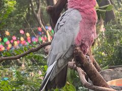 -广州长隆飞鸟乐园