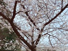 -武汉大学-樱园