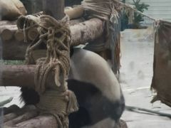 -灵玲国际马戏城