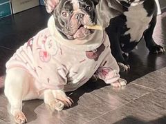 -萌宠之家·腊肠犬·马尔泰·小体犬舍
