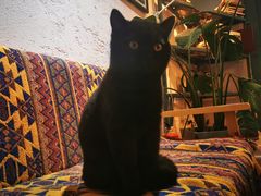 -喵屿·大理花园猫咖