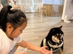 -柴迷FANS CLUB·柴犬狗咖·猫咖