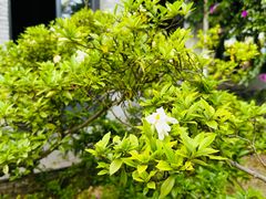 -九尺赵老四鲜鹅肠火锅