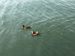 -西湖外事游船(湖滨二公园外事游船码头)