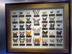 -上海昆虫博物馆