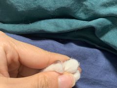 -芭比堂宠物医院·全科爱猫医院·仁德分院