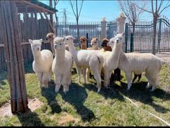 -石家庄市动物园