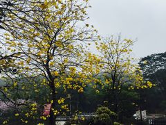 -大屏嶂森林公园