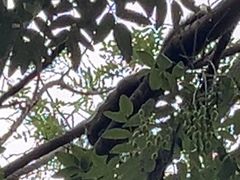 -大理文庙(大理古城)