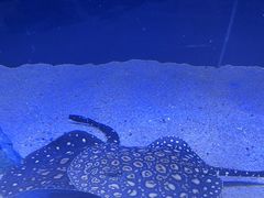 -上海海洋水族馆