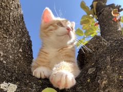 -CGWANG王氏教育(上海校区)