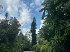 -深圳仙湖植物园