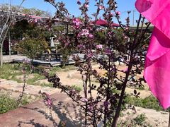 -小鱼草莓采摘园农家乐·小鱼餐厅