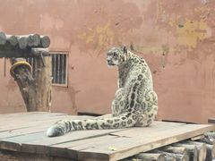 -青藏高原野生动物园