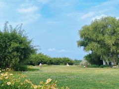 -上海共青森林公园