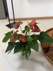 -薇兰专业脱毛连锁机构