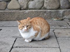 -龙华寺