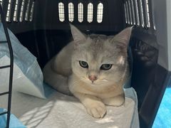 -伟伟宠物医院·CT影像中心·瑞派犬猫综合性门诊(汉口总院)