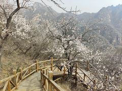 -大岭沟猕猴桃谷风景区