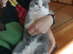 -猫在这儿猫咪咖啡馆·撸猫馆