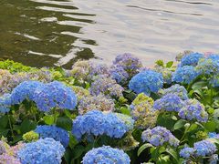 -荔湾湖公园