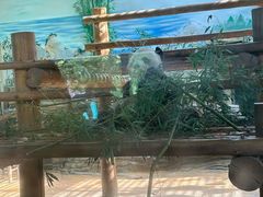 -西霞口神雕山野生动物世界