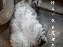 -龙华寺