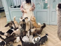-安格丽娜·狗咖·猫咖羊驼咖(春熙路百盛商场店)