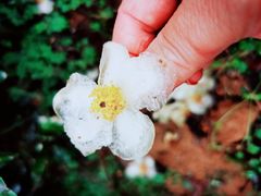 -龙坞茶村