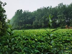 -合肥滨湖国家森林公园