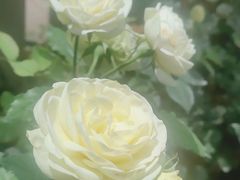 -花之城
