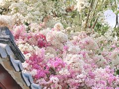 -深圳国际园林花卉博览园