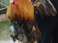 -凯盈阁·顺德私房菜·桑拿鸡