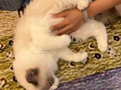 -猫咪派对(江南西店)