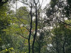 -火炉山森林公园