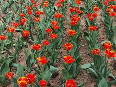 -盛世牡丹苑生态文化旅游区