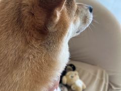 -怪兽屋·羊驼·猫咖·狗咖(俊华广场店)