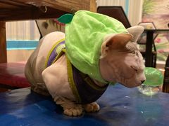 -猫小院猫主题咖啡厅(北锣店)