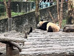 -都江堰中华大熊猫苑