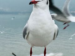 -海埂大坝
