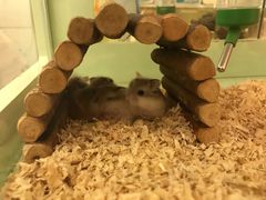 -龙猫仔乐园(惠福东路店)