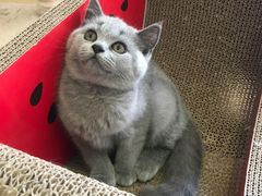 -芭比堂动物医院·犬猫全科·异宠专科(雁塔分院)